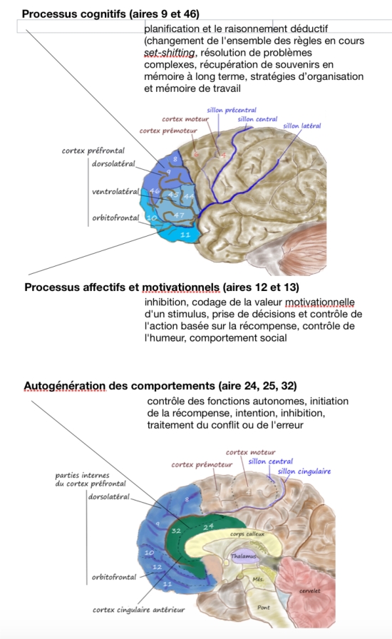 Le Cortex Préfrontal