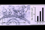 ph025 Complexe synaptique avec vésicules