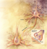 ph026 Synapse entre deux neurones