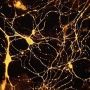 ph023_dphot272_neurones_marques_a_la_toxine_tetanique.png