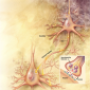 ph026_synapse_entre_deux_neurones.png