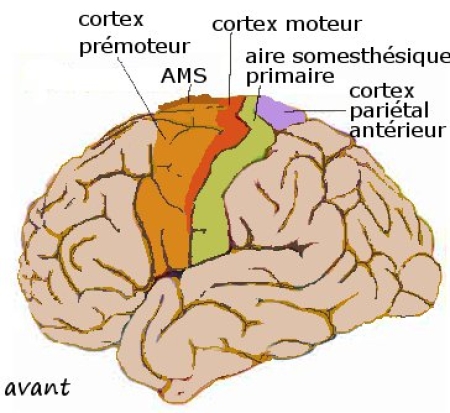 Cortex moteur 1